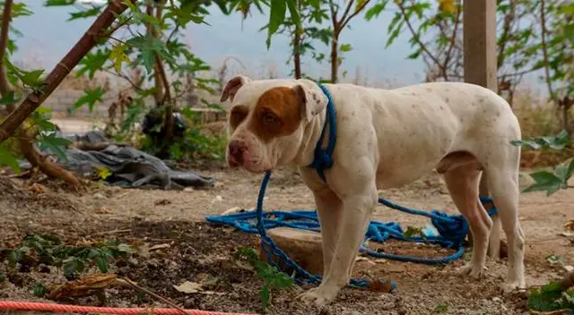 La perrita fue llevada a una veterinaria donde confirmaron el abuso.
