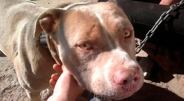 El veterinario confirmó que el can había sufrido de abuso.