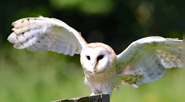 La lechuza quedó con graves heridas y una asociación mexicana pide ayuda para que el ave sea operado con urgencia. La lechuza quedó con graves heridas y una asociación mexicana pide ayuda para que el ave sea operado con urgencia.