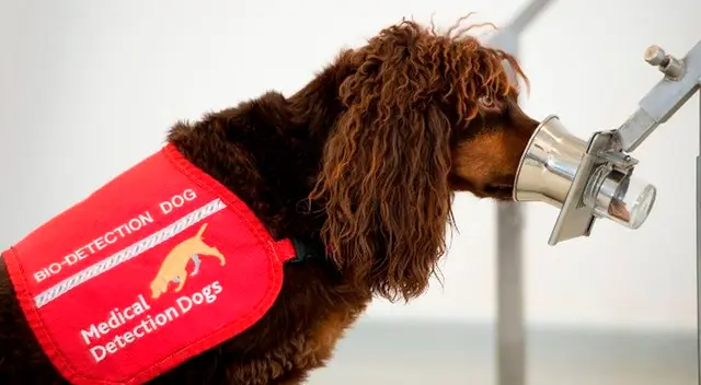 El Reino Unido entrenará perros para detectar el Covid-19 en las personas.