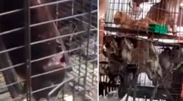 Murciélagos y monos en mercado húmedo de China.