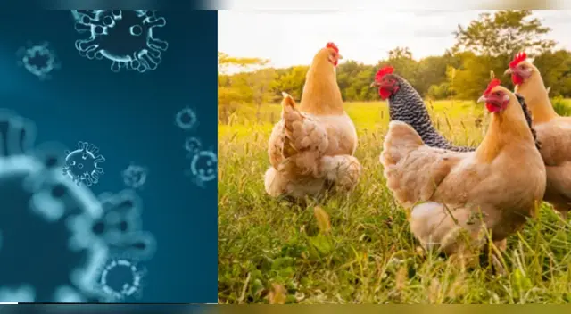 Se espera con el tratamiento que los pacientes se protejan del COVID-19 y puedan vencer la letal enfermedad. Se espera con el tratamiento que los pacientes se protejan del COVID-19 y puedan vencer la letal enfermedad.