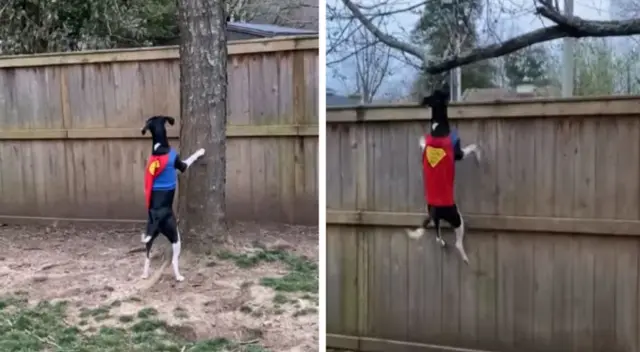 El perrito ha enternecido a los usuarios de YouTube. El perrito ha enternecido a los usuarios de YouTube.