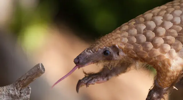 El pangolín es considerado el mamífero más traficado del mundo.