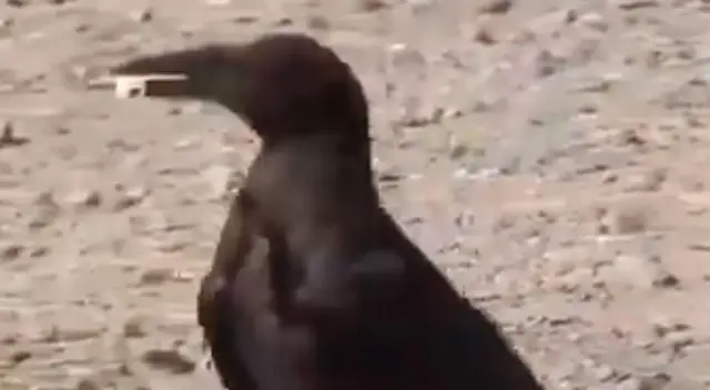 Cuervos ayudan a mantener la limpieza en un parque de Francia. Cuervos ayudan a mantener la limpieza en un parque de Francia.