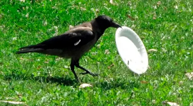 Los cuervos entrenados se encargarán de recoger colillas de cigarro. Los cuervos entrenados se encargarán de recoger colillas de cigarro.