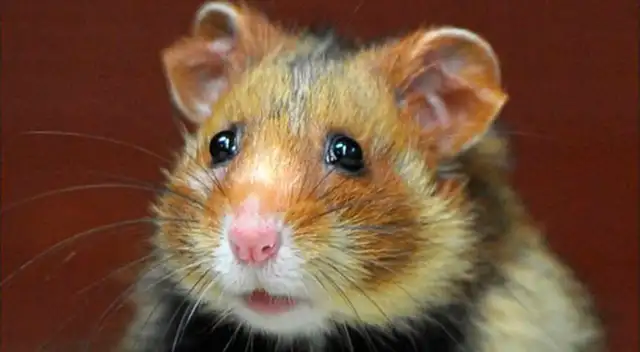 Hámster.