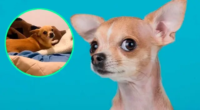 El perrito chihuaha a cautivado a todos con su divertida reacción. El perrito chihuaha a cautivado a todos con su divertida reacción.