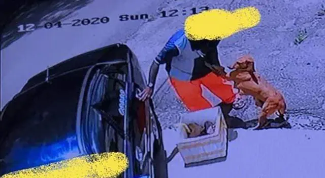 Imágenes del sujeto abandonando a la perrita y a sus crías.