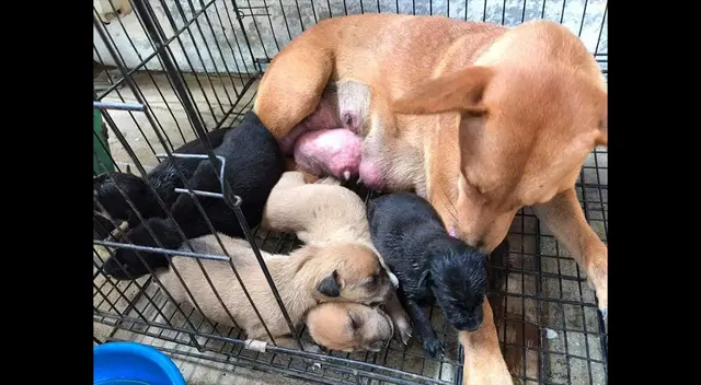 La perrita y sus cachorros siendo rescatada