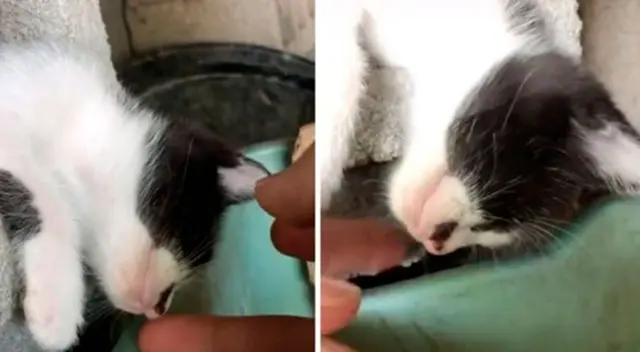 El gatito se volvió tendencia en redes sociales.