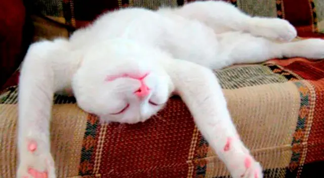 La reacción del dueño del gato causó que el video se volviera viral.