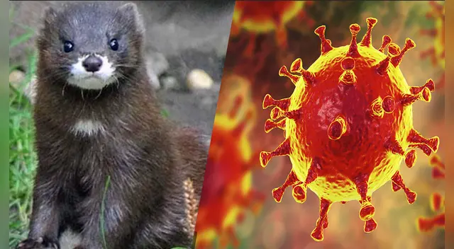 Sería el primer caso de transmisión del virus de animal a humano en Holanda.