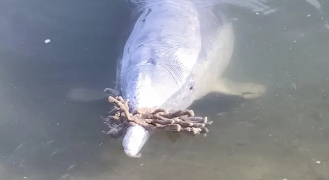Mystique regala corales, piedras, conchas o botellas. Mystique regala corales, piedras, conchas o botellas.