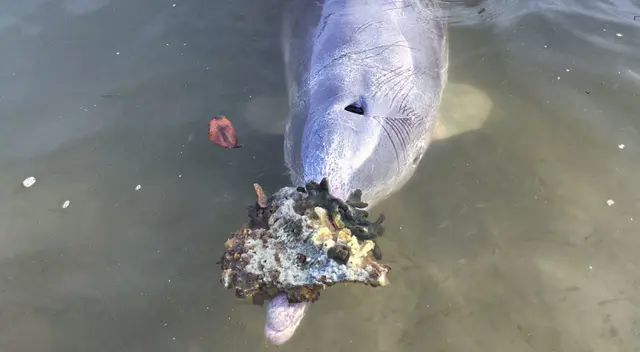 Mystique regala corales, piedras, conchas o botellas. Mystique regala corales, piedras, conchas o botellas.