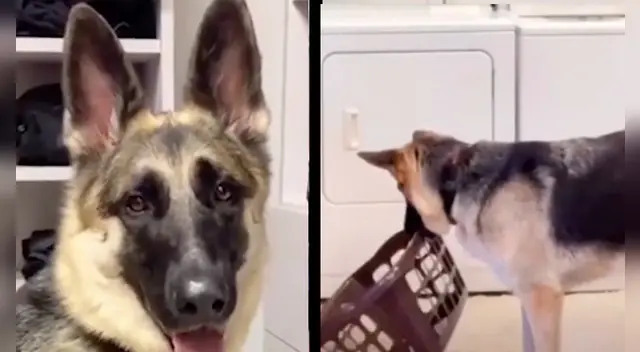 El perro fue premiado por sus dueños por ayudarlos con las actividades de la casa