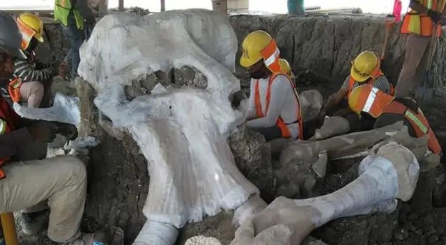 Restos de mamuts hallados en México.