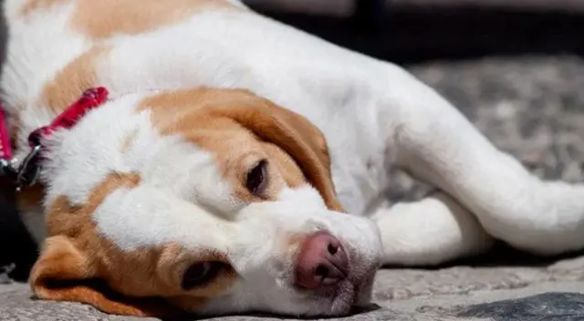 Sujeto fue evidenciado abusando de una perrita en Los Olivos. Sujeto fue evidenciado abusando de una perrita en Los Olivos.