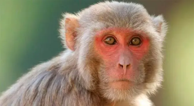 Monos Rhesus. Monos Rhesus.
