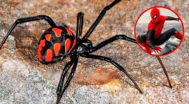 La araña viuda negra / Spider-Man