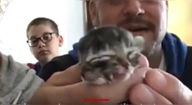 Los felinos con doble rostro son conocidos como 'gatos Janus', nombre de un dios romano que también tenía doble cara. Los felinos con doble rostro son conocidos como 'gatos Janus', nombre de un dios romano que también tenía doble cara.