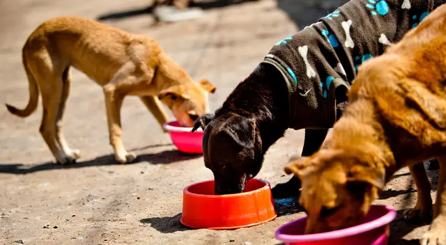 Perritos tendrán alimento seguro en medio de la cuarentena por el COVID-19.