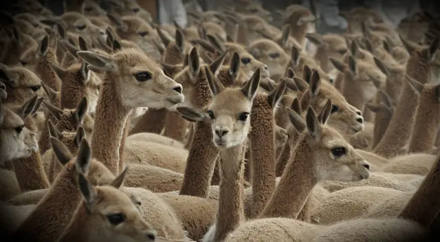 Serfor solicitó a sus autoridades a realizar las investigaciones correspondientes, por tratarse de una especie protegida por el Estado Peruano.