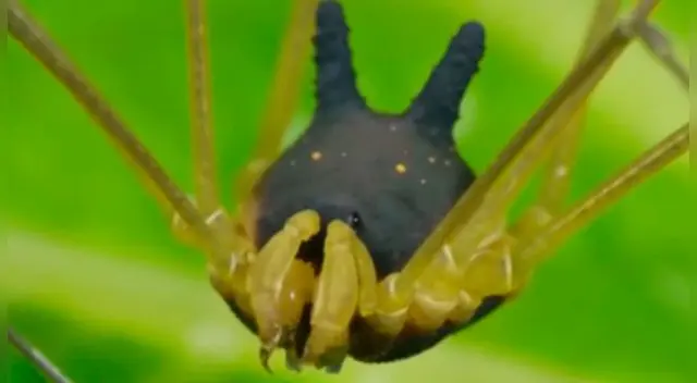 Araña cara de perro, se convierte en la sensación de las redes sociales.