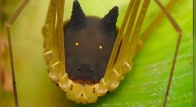 Araña cara de perro, usuarios asombrados por este arácnido.