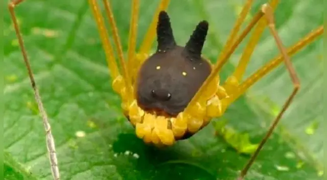 Araña cara de perro vive en el Amazonas.