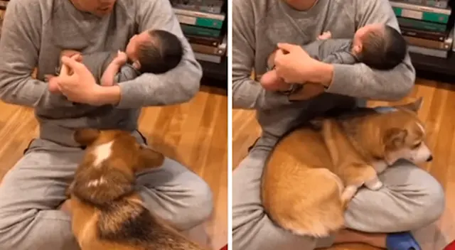 El tierno perrito se puso celoso del nuevo integrante de la familia.