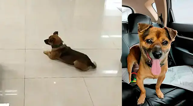 Xiao Bao busca una familia que le brinde mucho amor. Xiao Bao busca una familia que le brinde mucho amor.