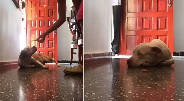 Perro es toda una sensación en TikTok por su peculiar reacción.