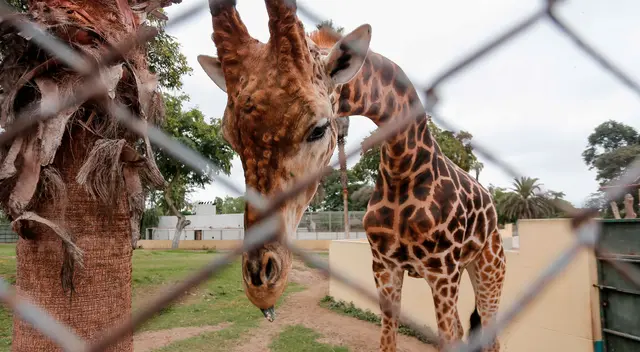 El apoyo económico se brindará a través de subvenciones, que se aprobarán mediante resolución del Serfor. El apoyo económico se brindará a través de subvenciones, que se aprobarán mediante resolución del Serfor.