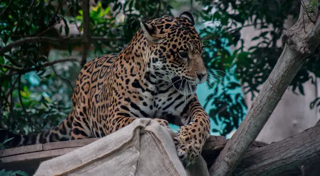 143 centros de cría se beneficiarán con estos recursos para gastos en alimentación, atención veterinaria y personal que está a cargo de los animales. 143 centros de cría se beneficiarán con estos recursos para gastos en alimentación, atención veterinaria y personal que está a cargo de los animales.