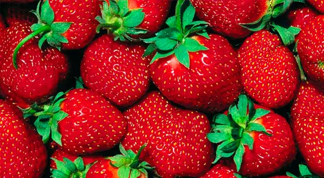 Detrás de las deliciosas fresas se esconden curiosos animalitos.