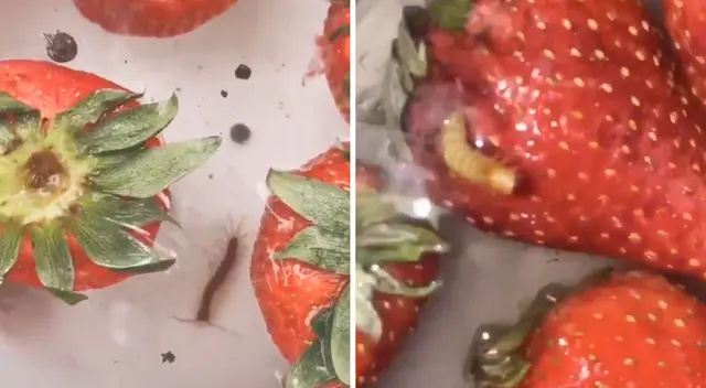 Detrás de las deliciosas fresas se esconden curiosos animalitos.
