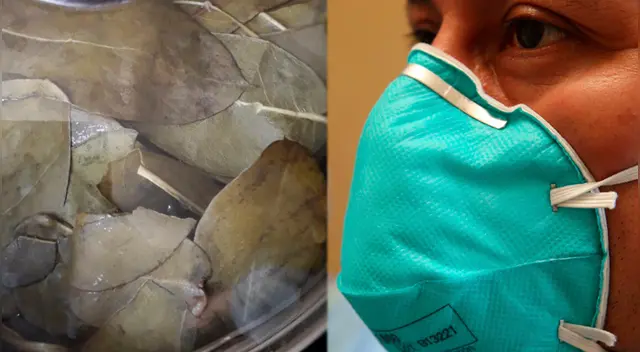 El uso del eucalipto podría servir ante posibles síntomas de coronavirus. El uso del eucalipto podría servir ante posibles síntomas de coronavirus.