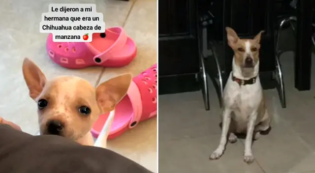El 'chihuahua cabeza de manzana'. El 'chihuahua cabeza de manzana'.