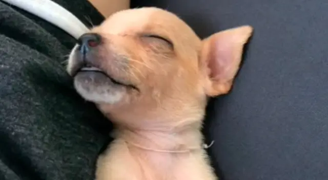 El 'chihuahua cabeza de manzana'. El 'chihuahua cabeza de manzana'.