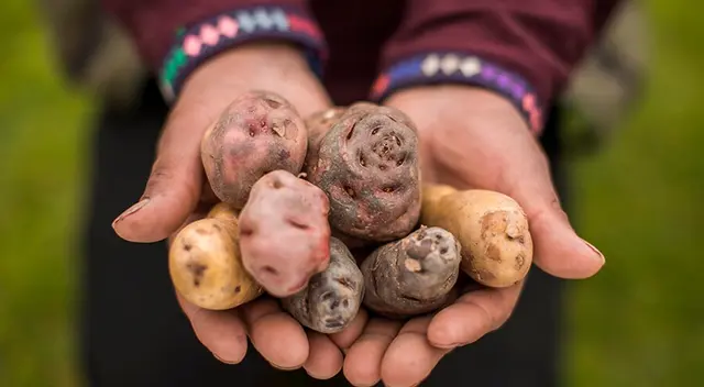 Hoy es el Día Nacional de la Papa. Hoy es el Día Nacional de la Papa.