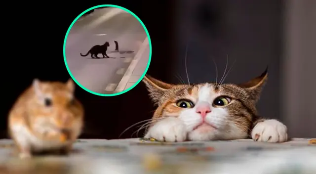 El ratón se enfrentó al gato lo que sorprendió a todos en las redes sociales.
