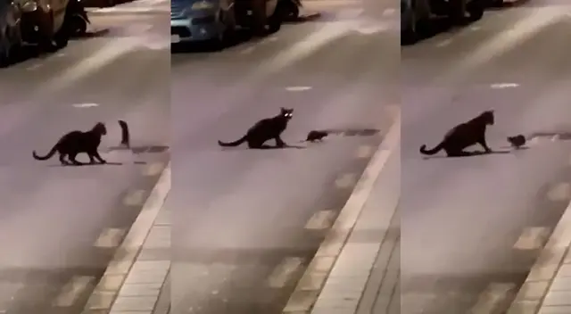 El ratón se enfrentó al gato lo que sorprendió a todos en las redes sociales.