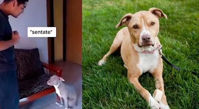 Hombre muestra cómo enseño trucos a su perro por lenguaje de señas.