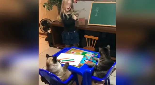 La pequeña aprovechó la cuarentena para darle clases de dibujo a sus gatos. La pequeña aprovechó la cuarentena para darle clases de dibujo a sus gatos.