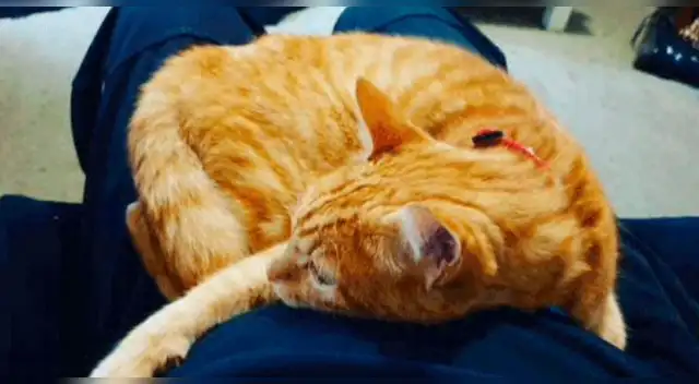 El travieso gato causó las risas de los internautas en las redes sociales.