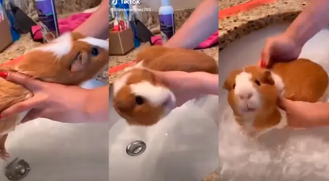 Cuy que no quiso bañar se vuelve viral. Cuy que no quiso bañar se vuelve viral.