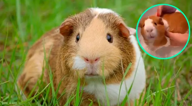 Cuy que no quiso bañar se vuelve viral. Cuy que no quiso bañar se vuelve viral.