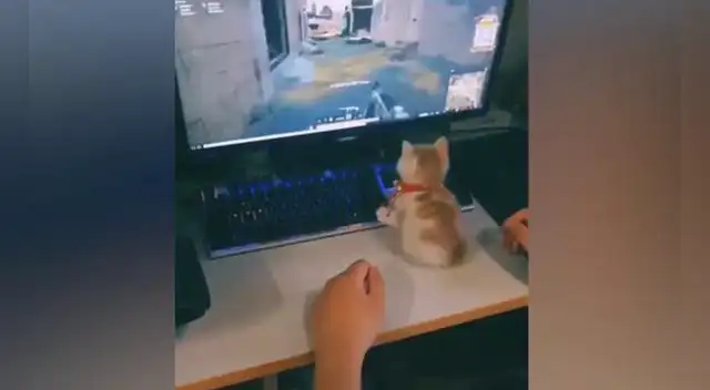 El video viral del gatito impresionó a los internautas en las redes sociales.
