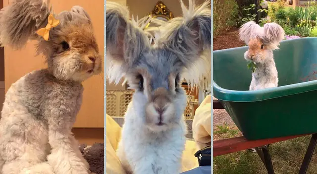 Conejo Wally enamora a todos en las redes sociales. Conejo Wally enamora a todos en las redes sociales.